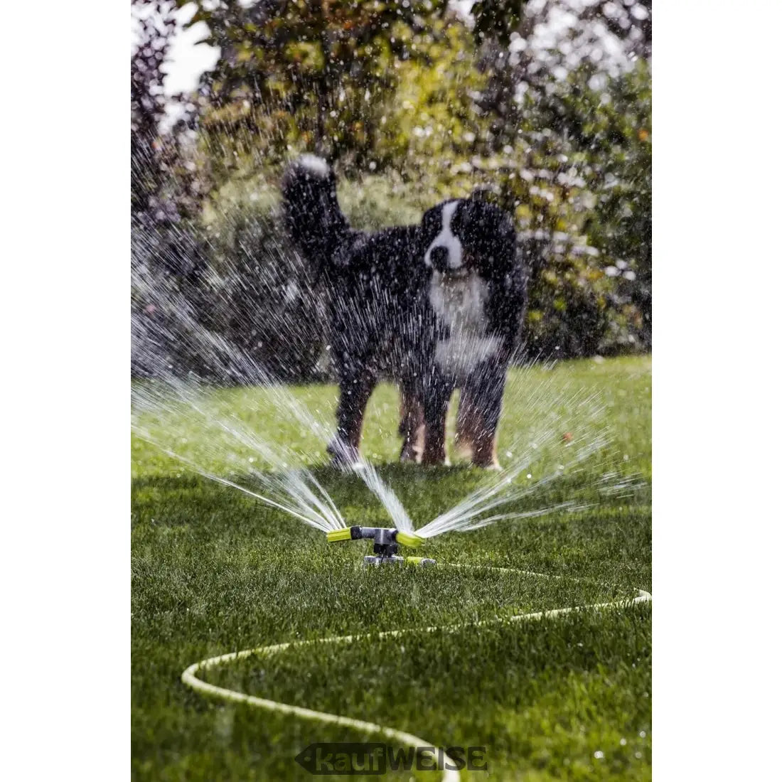 Bernischer Hund spielt im Sprinkler beim Bewässern im Garten mit Kreisregner Trio